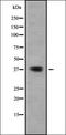BCL2 Like 14 antibody, orb338016, Biorbyt, Western Blot image 