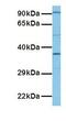 Tenomodulin antibody, GTX46022, GeneTex, Western Blot image 