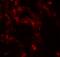 Dopa Decarboxylase antibody, PA5-72769, Invitrogen Antibodies, Immunofluorescence image 