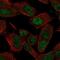 SIX Homeobox 3 antibody, NBP2-57249, Novus Biologicals, Immunofluorescence image 