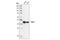 Flap Structure-Specific Endonuclease 1 antibody, 2746S, Cell Signaling Technology, Western Blot image 