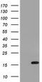 Interleukin 36 Alpha antibody, TA501459, Origene, Western Blot image 