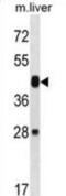 Mitogen-Activated Protein Kinase Kinase 6 antibody, abx028602, Abbexa, Western Blot image 