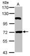 HSPB1 Associated Protein 1 antibody, NBP2-16900, Novus Biologicals, Western Blot image 