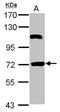 HSPB1 Associated Protein 1 antibody, NBP2-16900, Novus Biologicals, Western Blot image 