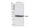 Emerin antibody, 2659S, Cell Signaling Technology, Western Blot image 