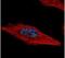HEXIM P-TEFb Complex Subunit 2 antibody, PA5-31877, Invitrogen Antibodies, Immunofluorescence image 