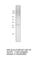 Solute Carrier Family 2 Member 8 antibody, GLUT8-801AP, FabGennix, Western Blot image 