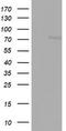 VIT1 antibody, LS-C336516, Lifespan Biosciences, Western Blot image 