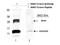 GDF-15 antibody, A01583-3, Boster Biological Technology, Western Blot image 