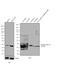 Apolipoprotein A1 antibody, MIA1405, Invitrogen Antibodies, Western Blot image 