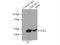 Ubiquinol-Cytochrome C Reductase Core Protein 1 antibody, 21705-1-AP, Proteintech Group, Immunoprecipitation image 