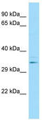 Leukocyte Associated Immunoglobulin Like Receptor 1 antibody, TA338010, Origene, Western Blot image 