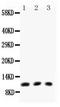 CCL11 antibody, LS-C343936, Lifespan Biosciences, Western Blot image 