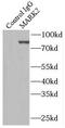 Microtubule Affinity Regulating Kinase 2 antibody, FNab05013, FineTest, Immunoprecipitation image 