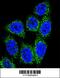 MutY DNA Glycosylase antibody, 63-813, ProSci, Immunofluorescence image 
