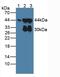 Actin Gamma 2, Smooth Muscle antibody, abx128145, Abbexa, Western Blot image 