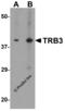 Tribbles Pseudokinase 3 antibody, 8099, ProSci, Western Blot image 
