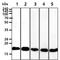 Cofilin 1 antibody, NBP1-21044, Novus Biologicals, Western Blot image 