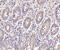 Interferon Induced Protein With Tetratricopeptide Repeats 5 antibody, A07415-2, Boster Biological Technology, Immunohistochemistry paraffin image 