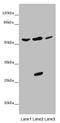 Potassium Voltage-Gated Channel Modifier Subfamily S Member 3 antibody, orb40985, Biorbyt, Western Blot image 
