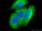 Keratin 19 antibody, 14965-1-AP, Proteintech Group, Immunofluorescence image 