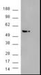 AKT Serine/Threonine Kinase 3 antibody, NB100-1480, Novus Biologicals, Western Blot image 