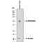 Interleukin 16 antibody, AF-316-PB, R&D Systems, Western Blot image 