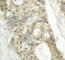 Protein Kinase C Delta antibody, AP0259, ABclonal Technology, Immunohistochemistry paraffin image 