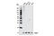 LSM2 Homolog, U6 Small Nuclear RNA And MRNA Degradation Associated antibody, 13119S, Cell Signaling Technology, Western Blot image 