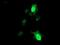 Regulator Of G Protein Signaling 16 antibody, NBP2-45573, Novus Biologicals, Immunofluorescence image 