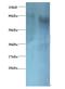 Eukaryotic Translation Initiation Factor 3 Subunit I antibody, MBS715325, MyBioSource, Western Blot image 