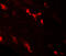 Calcium Sensing Receptor antibody, 7785, ProSci, Immunofluorescence image 