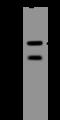 G Protein-Coupled Receptor 15 antibody, 204905-T32, Sino Biological, Western Blot image 
