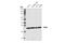 RAS Like Proto-Oncogene B antibody, 90879S, Cell Signaling Technology, Western Blot image 