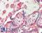 Chondroitin Sulfate Proteoglycan 4 antibody, LS-B15831, Lifespan Biosciences, Immunohistochemistry paraffin image 