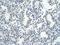 Zinc Finger Protein 264 antibody, PA5-68964, Invitrogen Antibodies, Immunohistochemistry frozen image 