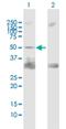 Protein Tyrosine Phosphatase Non-Receptor Type 11 antibody, H00005781-B02P, Novus Biologicals, Western Blot image 