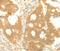 TRAF3 Interacting Protein 2 antibody, MBS2517603, MyBioSource, Immunohistochemistry paraffin image 