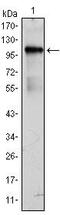 BMX Non-Receptor Tyrosine Kinase antibody, MA5-15634, Invitrogen Antibodies, Western Blot image 