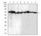Bone Morphogenetic Protein 7 antibody, NBP2-52425, Novus Biologicals, Western Blot image 