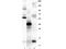 Growth Differentiation Factor 15 antibody, NBP1-42732B, Novus Biologicals, Western Blot image 