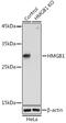 High Mobility Group Box 1 antibody, GTX32656, GeneTex, Western Blot image 