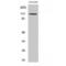 Tripartite Motif Containing 24 antibody, LS-C386427, Lifespan Biosciences, Western Blot image 