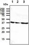 Guided Entry Of Tail-Anchored Proteins Factor 3, ATPase antibody, MBS200331, MyBioSource, Western Blot image 