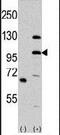 Mitogen-Activated Protein Kinase Kinase Kinase 21 antibody, PA5-15229, Invitrogen Antibodies, Western Blot image 