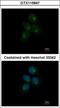 Chitinase Acidic antibody, GTX115847, GeneTex, Immunocytochemistry image 