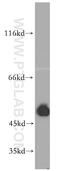 Mitochondrial Elongation Factor 1 antibody, 20164-1-AP, Proteintech Group, Western Blot image 