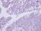 COP9 Signalosome Subunit 3 antibody, NBP2-15956, Novus Biologicals, Immunohistochemistry frozen image 