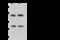 FYN Binding Protein 1 antibody, 203556-T44, Sino Biological, Western Blot image 